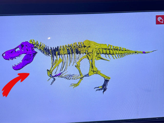 【🇺🇸芝加哥🇺🇸】Field Musuem：暴龍🦖 T Rex 體驗，難忘博物館之旅，適合帶小朋友來震撼教育一下‼️