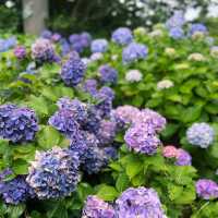 【小室山】繡球花盛放，一人吊車更好玩