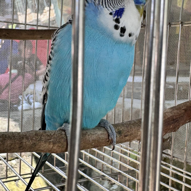 偽出國行程，古坑桂林映象會館