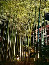 〜神奈川県〜関東の花寺、鎌倉長谷寺秋のライトアップ