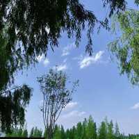 星湖濕地公園：絕佳自然勝地，令人陶醉的樂趣