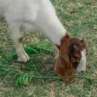 🌿🐑ถ่ายรูปกับฝูงแพะ @เขื่อนป่าสักฯ ลพบุรี