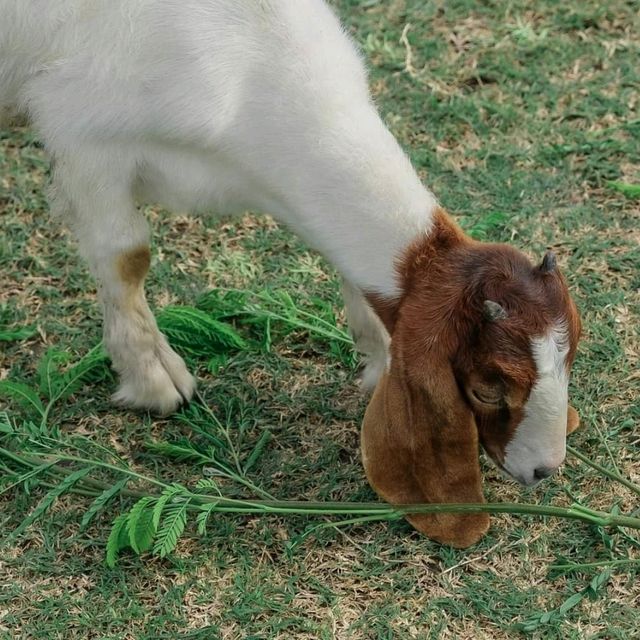 🌿🐑ถ่ายรูปกับฝูงแพะ @เขื่อนป่าสักฯ ลพบุรี