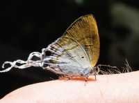 Butterflies! Nature photographer’s dream