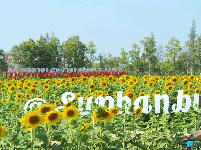 ชมดอกทานตะวัน ที่สุพรรณบุรี