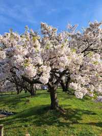 【滋賀県長浜市：豊公園】満開の桜に癒される綺麗な公園🌸