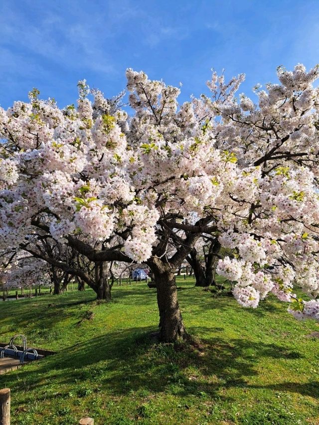 【滋賀県長浜市：豊公園】満開の桜に癒される綺麗な公園🌸