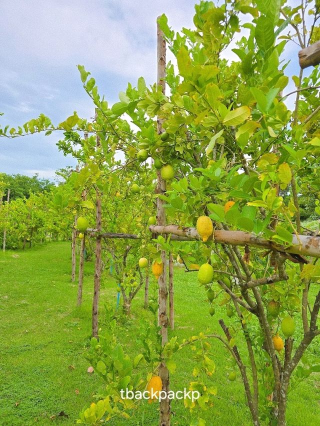 Pasutara สวนเลม่อน สวนผึ้งห้ามพลาดเลยน๊า 🍋