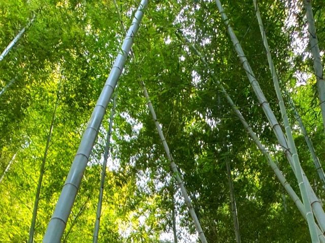 제주도 여행 필수 코스! : 한라수목원🌿
