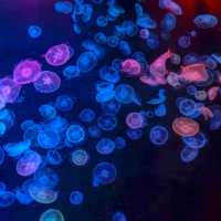 สำรวจโลกใต้น้ำใจกลางโตเกียวที่ Sumida Aquarium 🪼