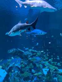 พิพิธภัณฑ์สัตว์น้ำ Aquaria Phuket