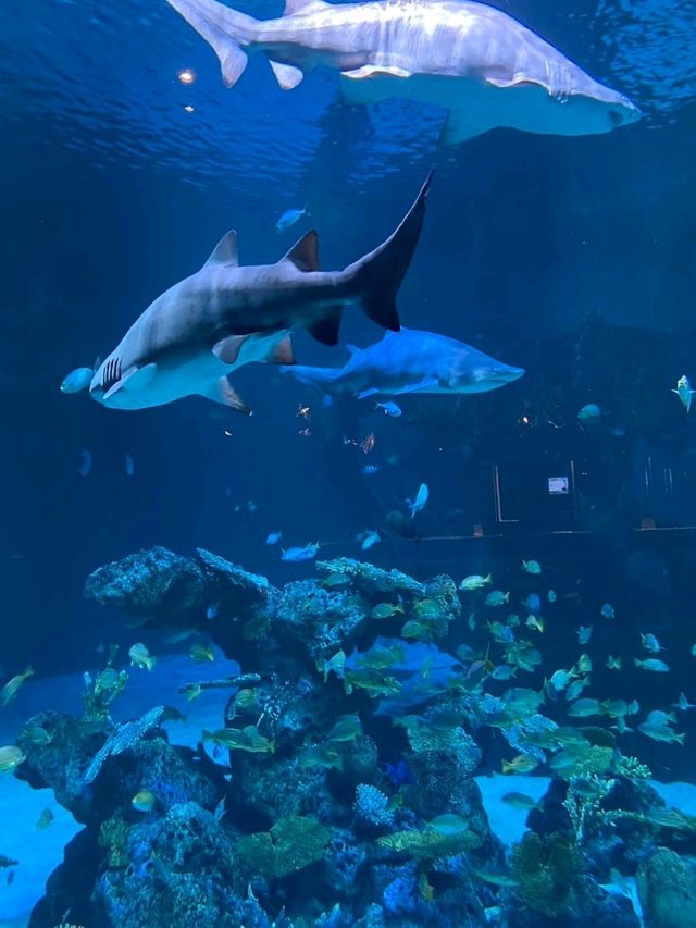 พิพิธภัณฑ์สัตว์น้ำ Aquaria Phuket