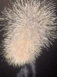 江戸川區花火大會🎆