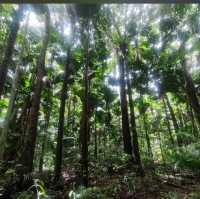 Daintree Rainforest: A Journey into Australia’s Pristine and Ancient Wilderness