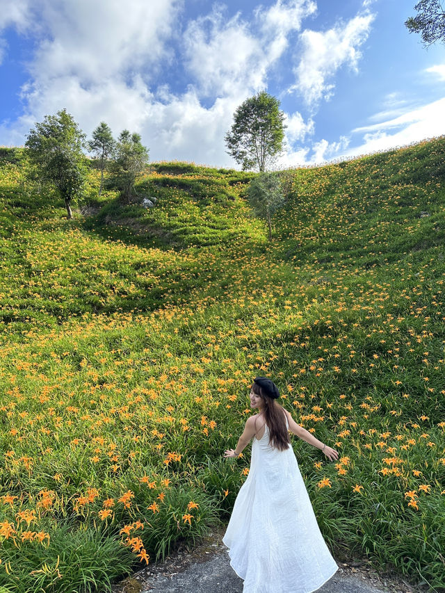 台灣花蓮|赤柯山金針花海現況2024 台灣花蓮|赤柯山金針花海現況2024