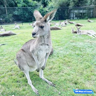 Magic Moments at Lone Pine Koala Sanctuary 🇦🇺