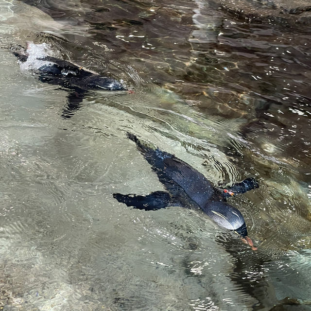 大阪自由行｜大阪水族館海遊館