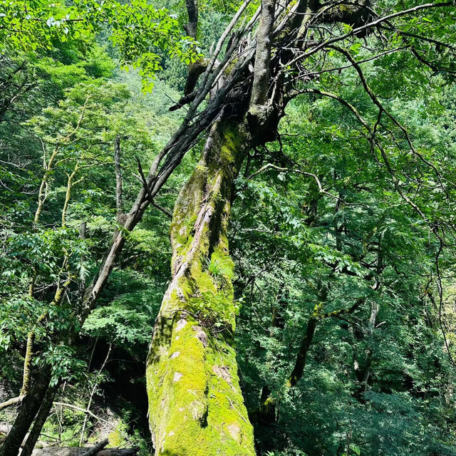 滿目翠綠的群山環抱☘️ 大和青垣國定公園