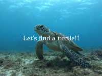 【宮古島】宮古ブルーの海でウミガメを探そう！🐢