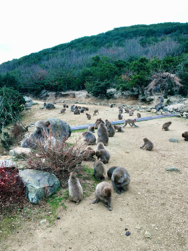 【日本四國】小豆島一日環島遊:環島觀光巴士,輕鬆遊覽主要景點 【日本四國】小豆島一日環島遊:環島觀光巴士,輕鬆遊覽主要景點