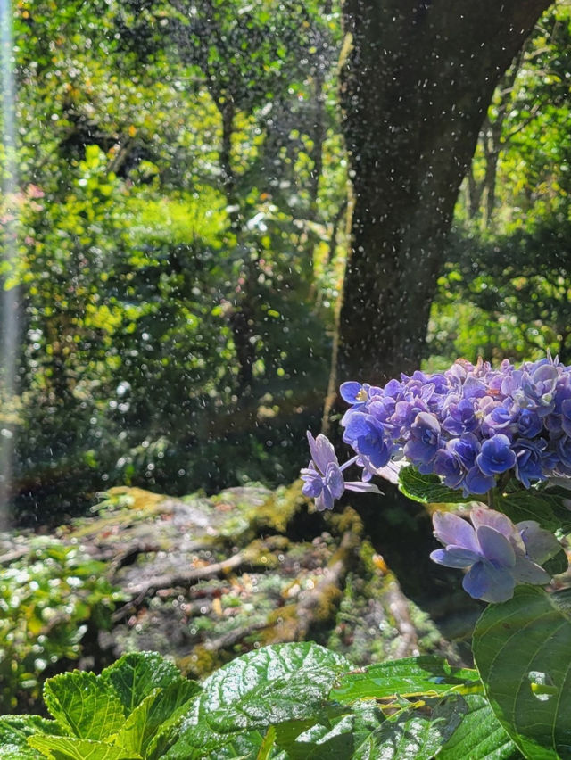 【紫陽花で知られる💐静かなお寺明月院🌕】