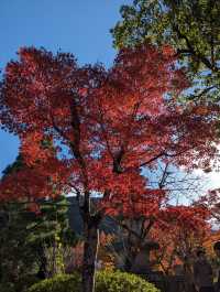 <京都 清水寺> 🇯🇵🍂名滿天下的賞楓勝地！ 