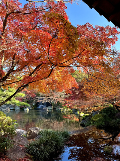 姫路の紅葉をお楽しみください。 | Trip.com 姫路