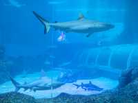 รีวิว S.E.A. Aquarium🇸🇬 