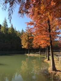 Damyang Metasequoia-lined road is very picturesque in autumn