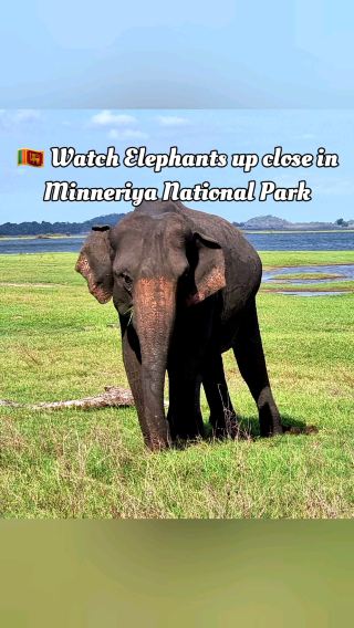 🇱🇰 Watch Elephants up close in Minneriya National Park