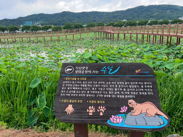 지산 샛강 생태공원에서 맨발걷기 어때요?