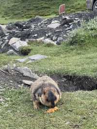 🇨🇳 Nature’s Embrace: A Close Encounter in Kangding
