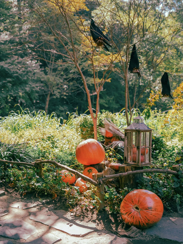 【兵庫】ハロウィンフェア開催中🎃秋のお出かけスポット！