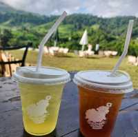 บ้านแกะแม่ขิ-Maekee Sheep House  🐑