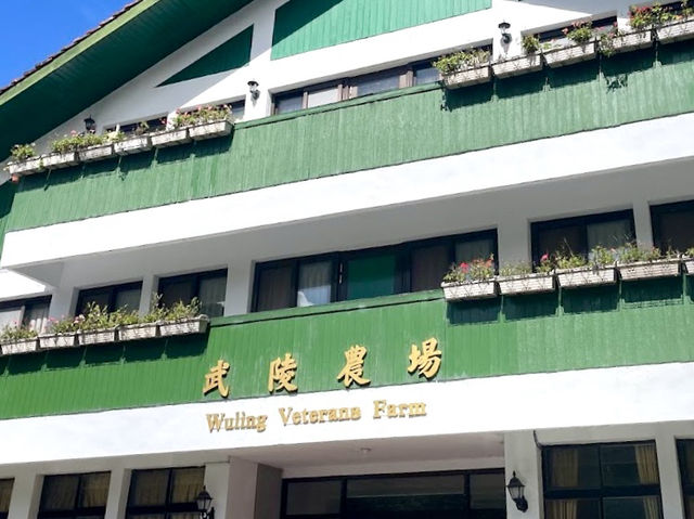 台中武陵農場-美麗的銀杏樹海，彷彿置身於日韓的浪漫場景中