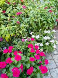 You won’t believe there are such lovely flower trails in Singapore