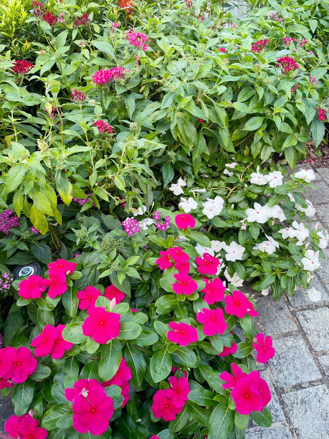 You won’t believe there are such lovely flower trails in Singapore