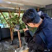 호주 브리즈번 로네파인 코알라 상투아리🇦🇺