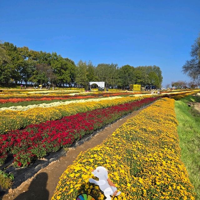 가을에 꼭 가봤으면 하는 꽃천지 , 연천 국화 축제 🌺