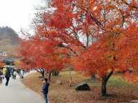 《秋日浪漫🍂：探尋韓國內藏山的紅葉之美🍁》