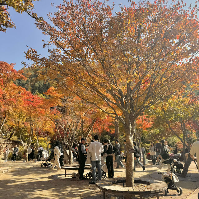 Autumn Hues