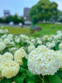 【神奈川】お城と紫陽花の風景
