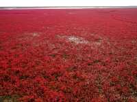 【中国】圧巻の深紅のじゅうたん！紅海灘風景区