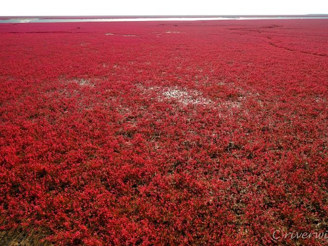 【中国】圧巻の深紅のじゅうたん！紅海灘風景区