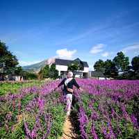 Purple Paradise: Discover the Tranquil Beauty of Lavender Farm Berastagi