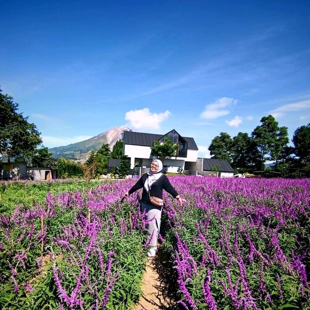 Purple Paradise: Discover the Tranquil Beauty of Lavender Farm Berastagi