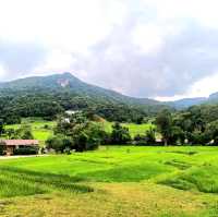 ชมนาขั้นบันไดกลางขุนเขา @บ้านแม่กลางหลวง