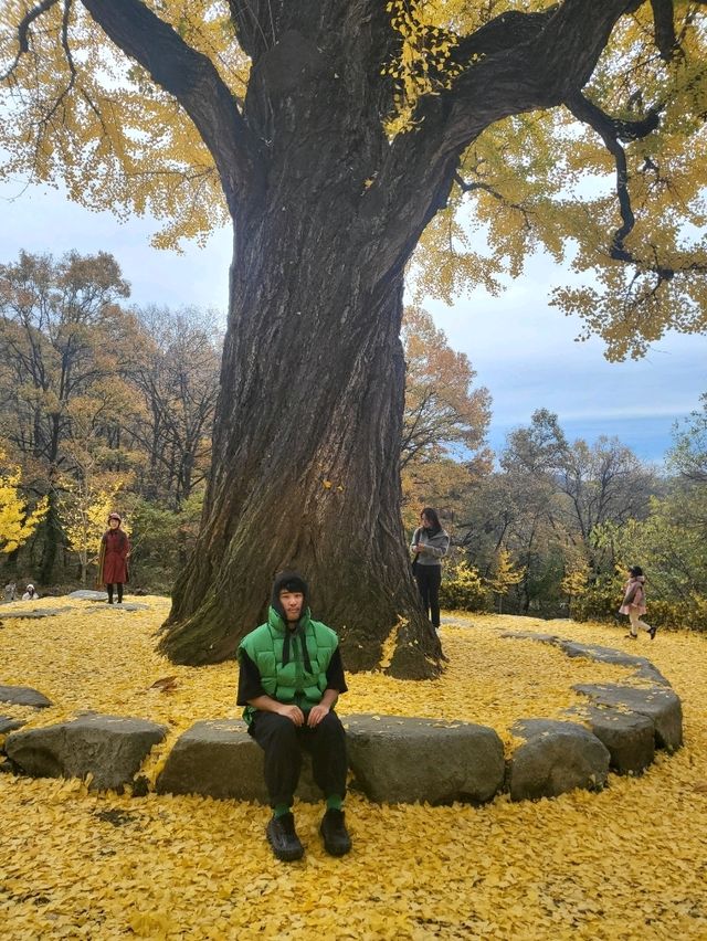 950년된 칠곡 말하는 은행나무