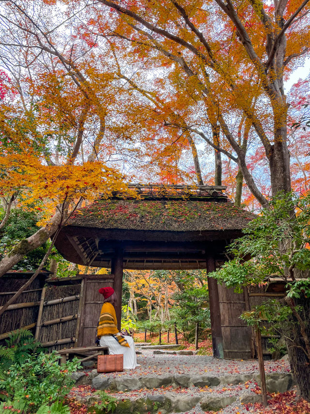 苔と紅葉が美しい草庵🥹🍁🌿京都・祇王寺🌿🍁