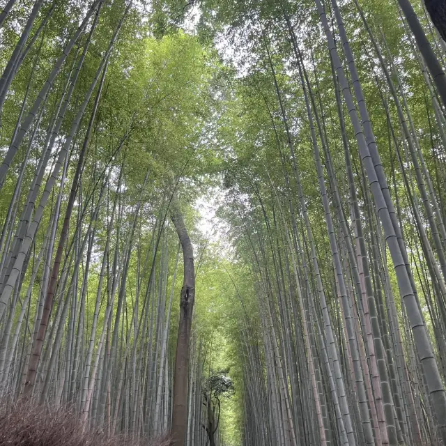 Kyoto Arashiyama is so comfortable.